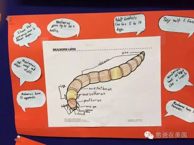 美国孩子都在用的思维导图,到底是个什么东西?
