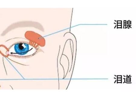 宝宝通泪腺最佳时间图片