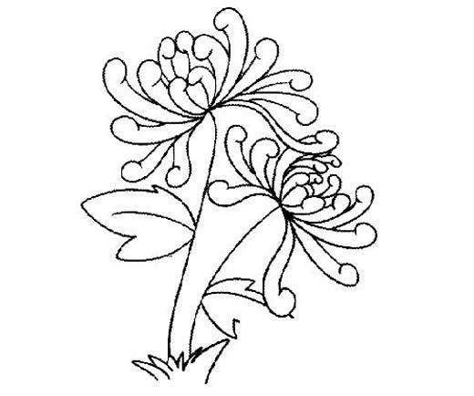 幼儿重阳节菊花简笔画图片