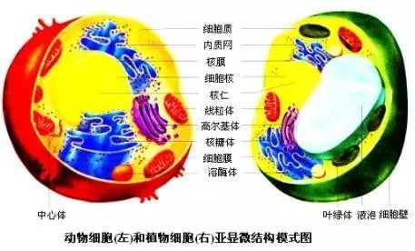 初中生物知识点总结4