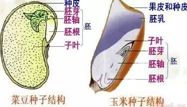 初中生物知识点总结7