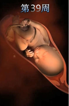 怀孕40周过程图图片